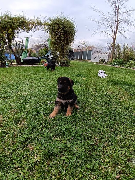 Страхотни малки НОК