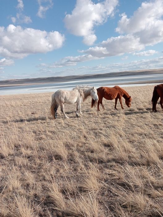 Айгыр сатам сегіз жасар