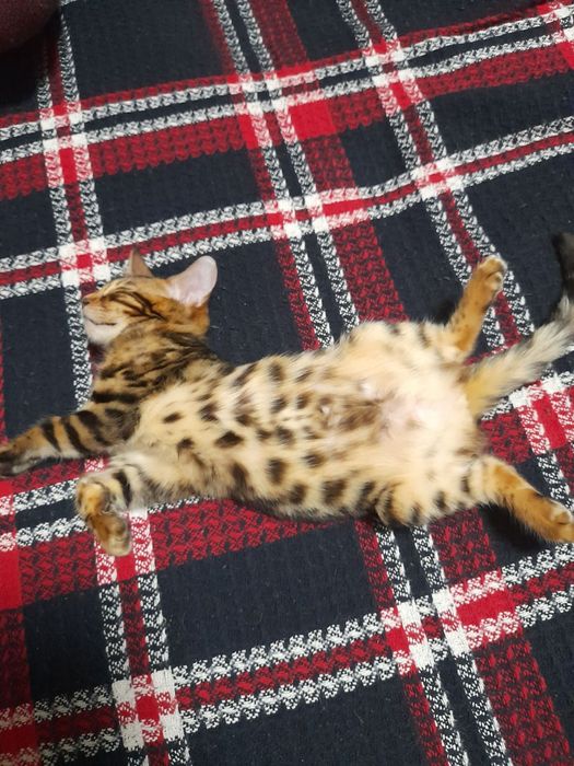 Продаются срочно бенгальские котята
