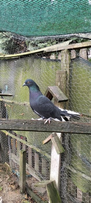 De vânzare porumbel