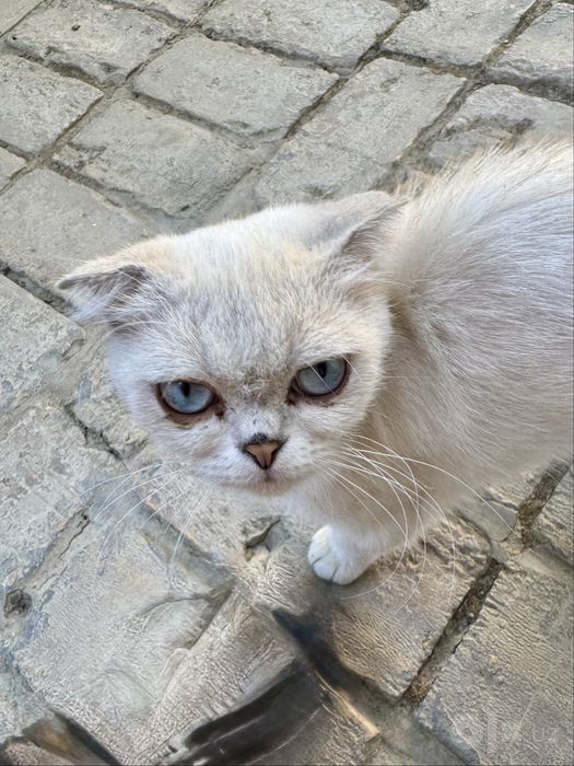 Scottish fold (девочка)