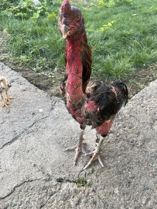 Dakan kok oyo yaxshi hali tetik qochmagan