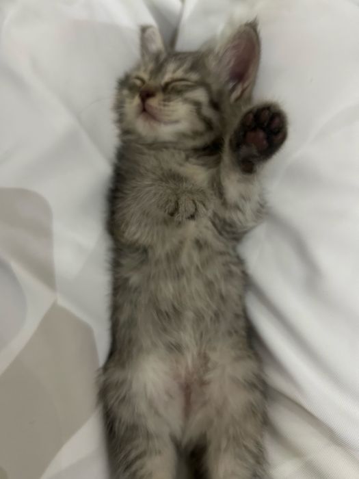 Продается котенок срочно