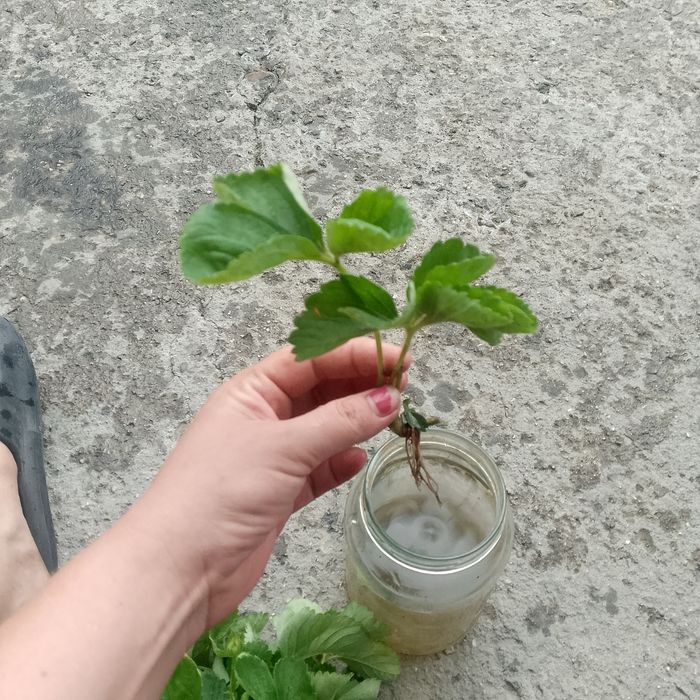 Продам саженцы клубники