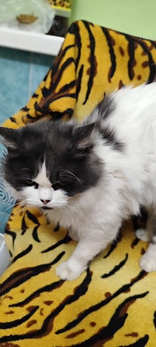 Милая кошечка ищет любящие ручки!