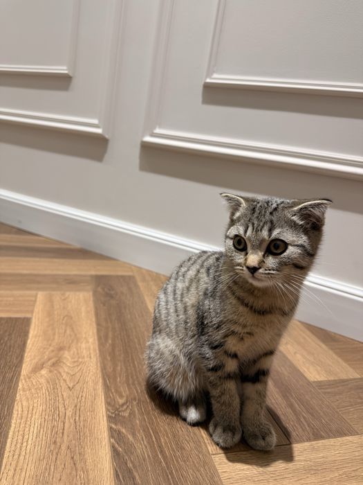 Котенок вислоухий