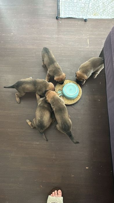 Продам щенков немце-корсо