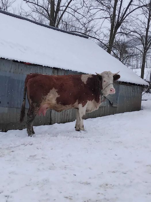 Juninca la prima fătare disponibila