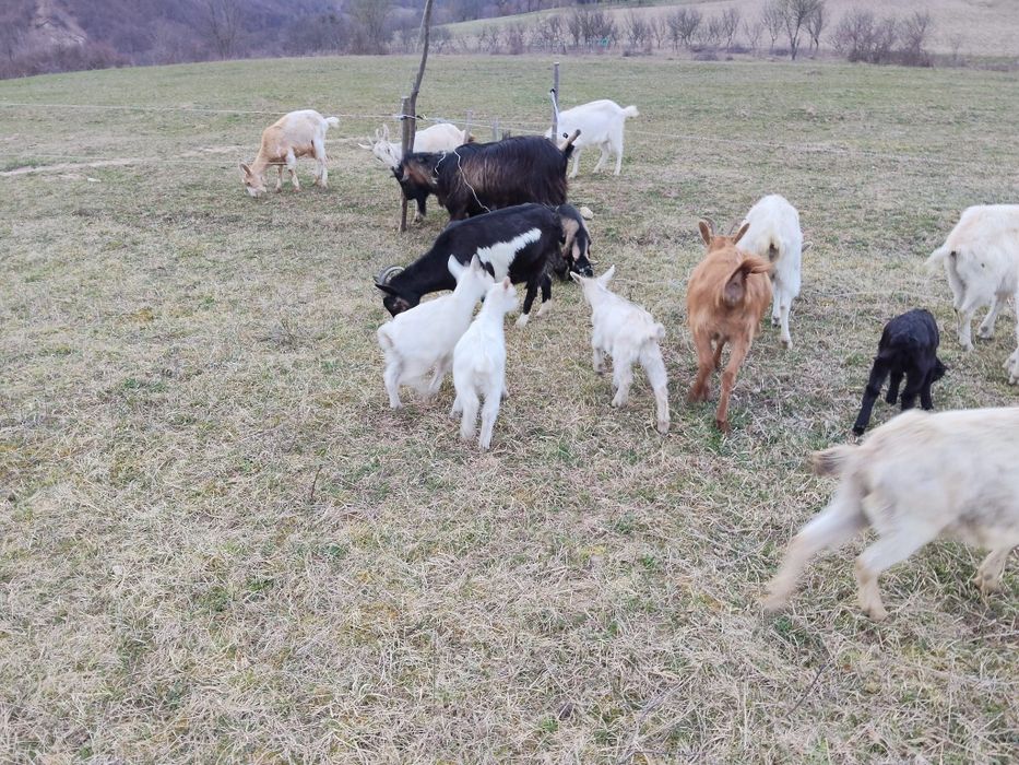 Capre cu iezi, 2 țapi