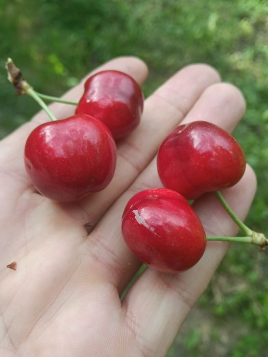 Cireșe de vînzare