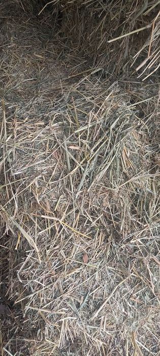 сено суданка с люцерной