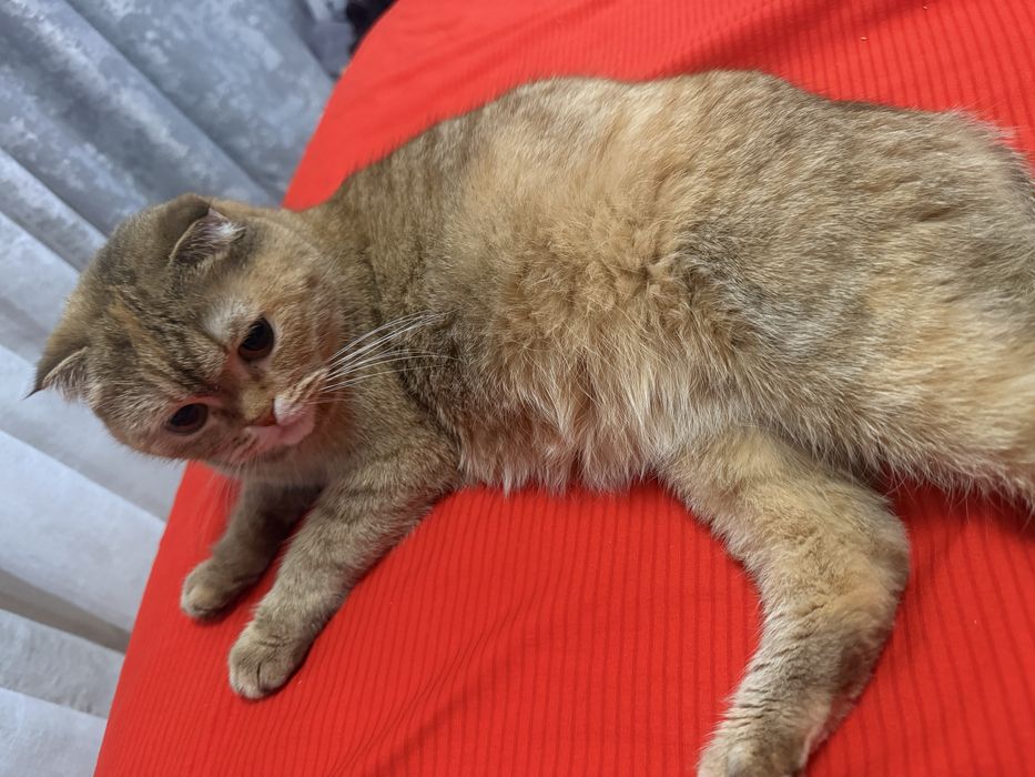 Продаются котята