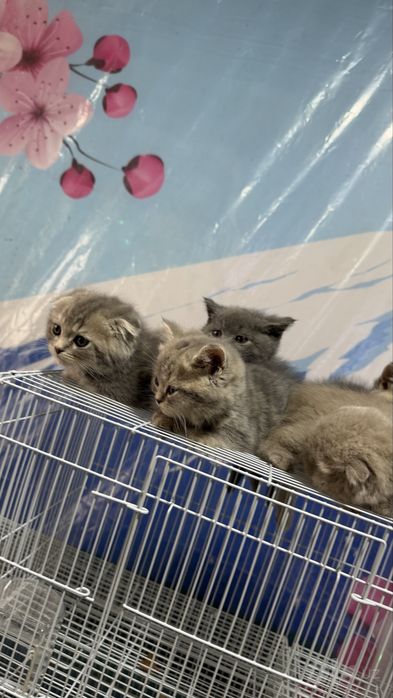 Котята Скоттиш страйт и Скоттиш фолд боллари