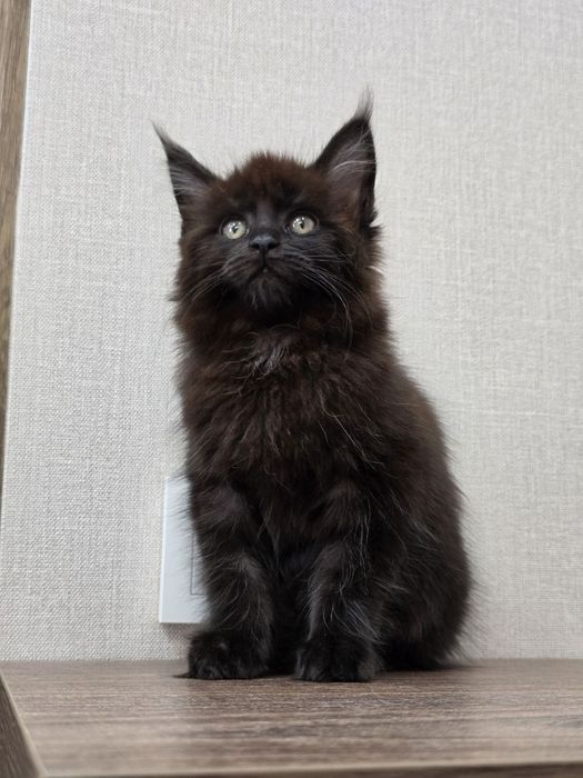 Мейн-кун девочка