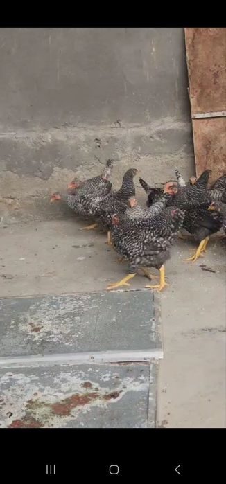 Amroks jojalari sotiladi