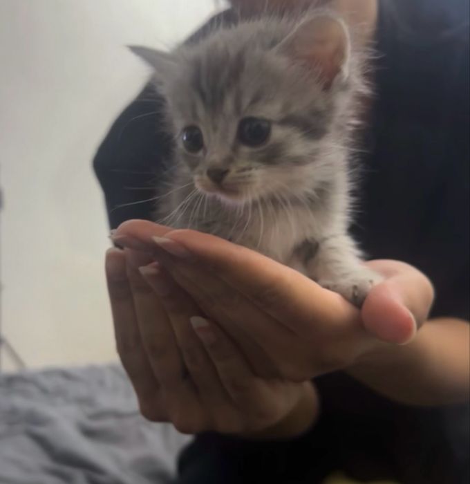 Отдам котят бесплатно
