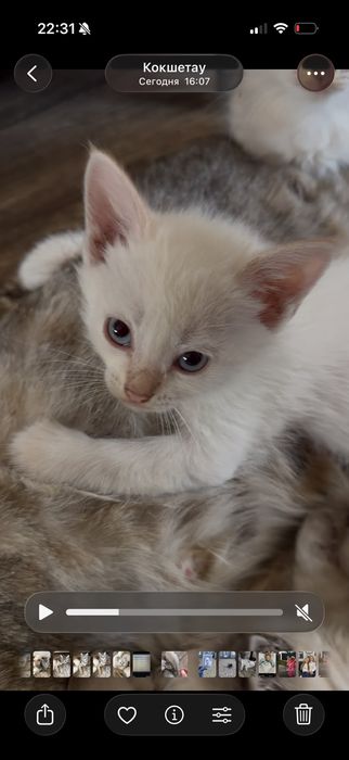 Отдам котят в добрые руки