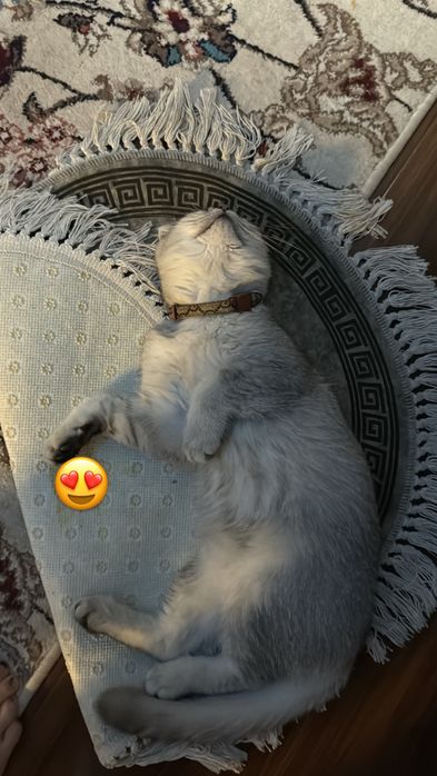 Qoshish uchun mushugimiz ogil bola qiz mushuk kerak