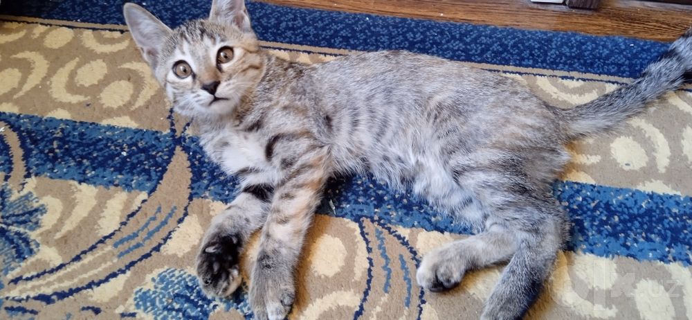 Котёнок в добрые руки бесплатно