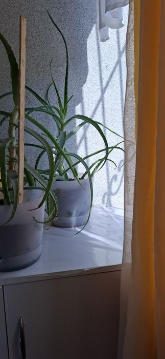 Продам цветы разные