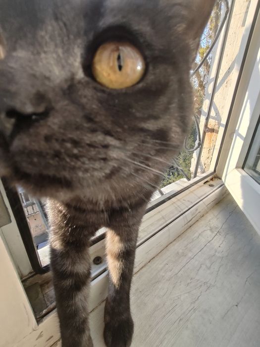 Котятки ищем добрые руки