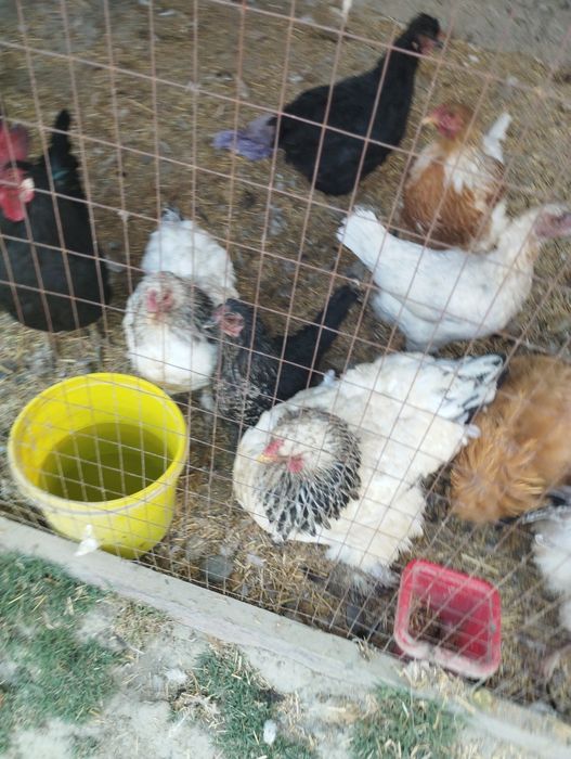 Брама товук хурозлар сотилади срочно хаммасини Бир жойда сотилади