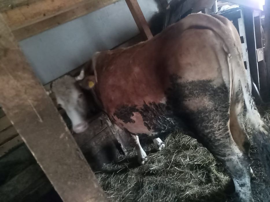 Vând vacă  la al 3 vițel