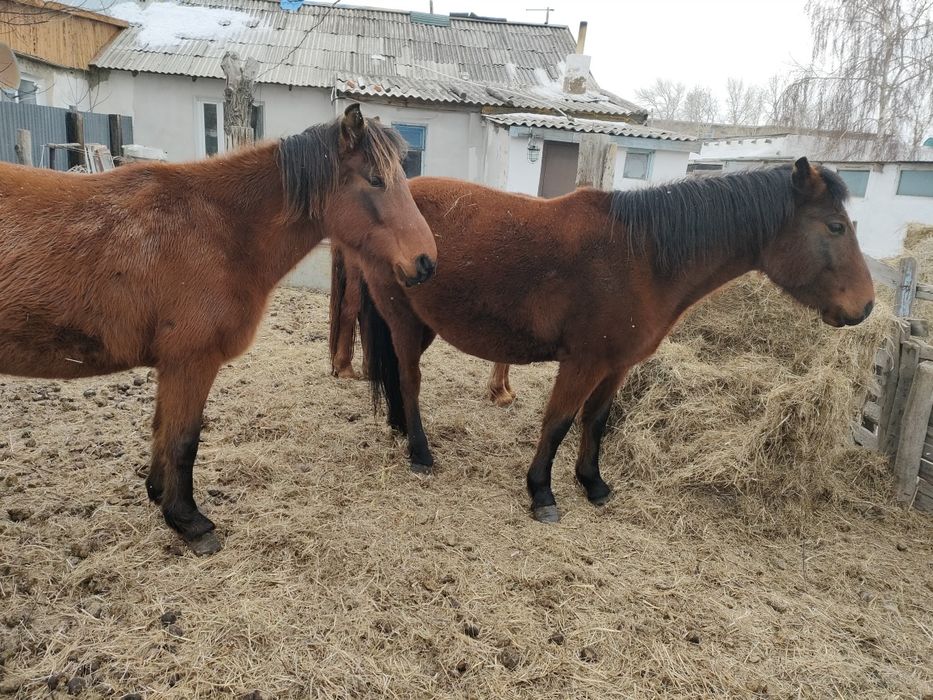 Продам молодых кобыл