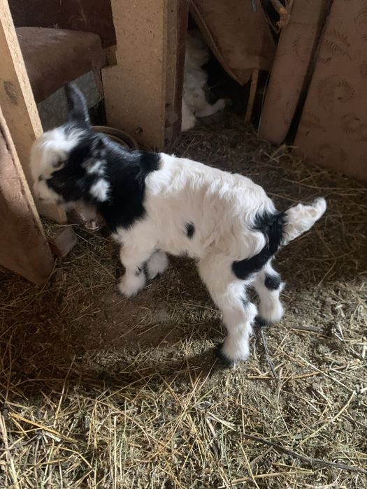 Iezi de câteva zile