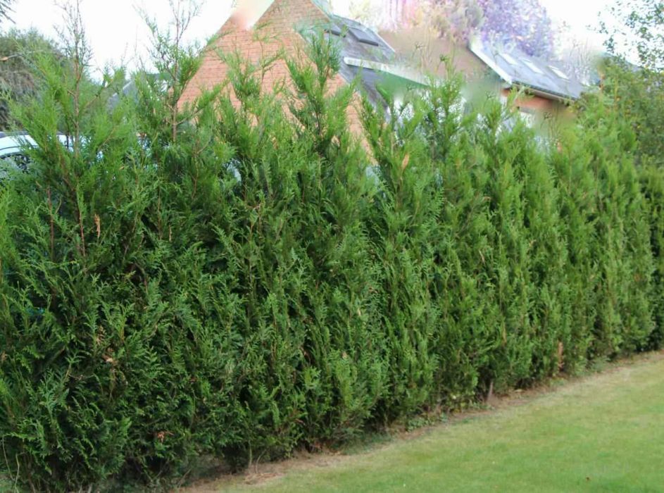 Tuia columnaris, smaragd, brabant, leylandii ( gard viu vesnic verde)