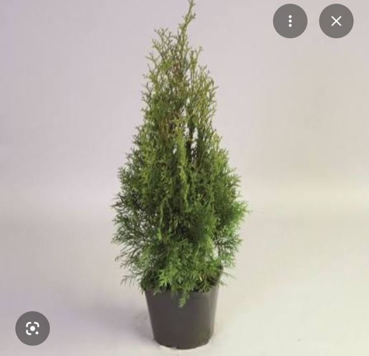 Туя смарагд с2 50см с5,20л.Туя брабант Можевельник скальный,Сосны черн