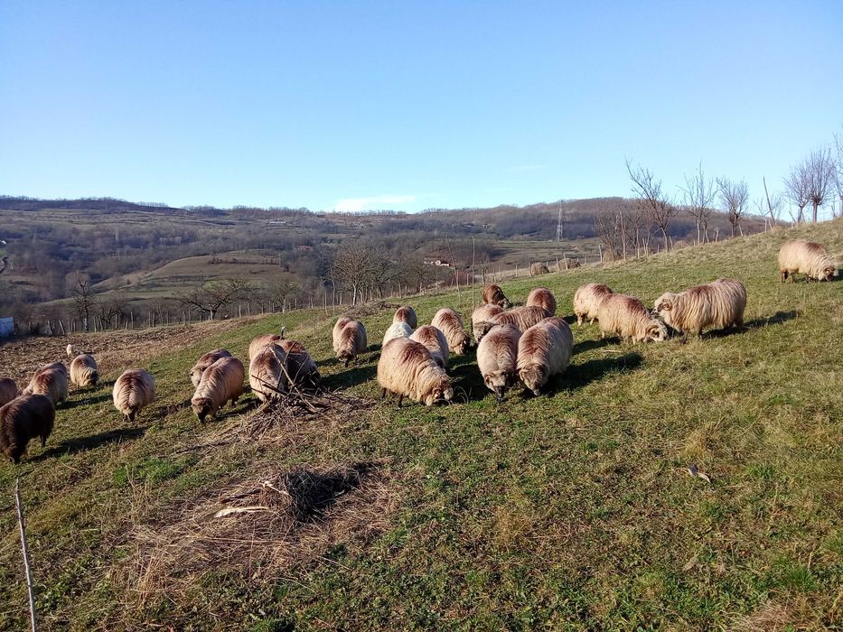 Vând 30 de oi țurcane