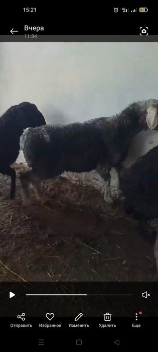 Токты. Кои. Козы