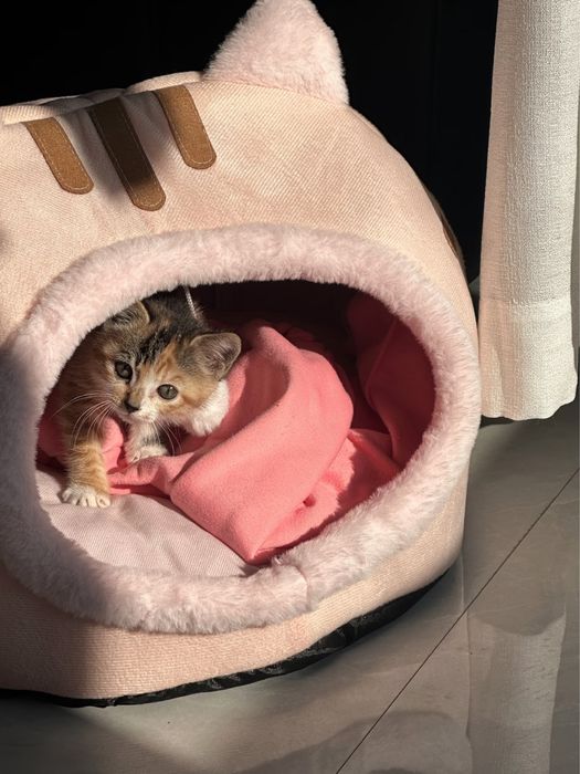 Мягкий дом для кошек и собак