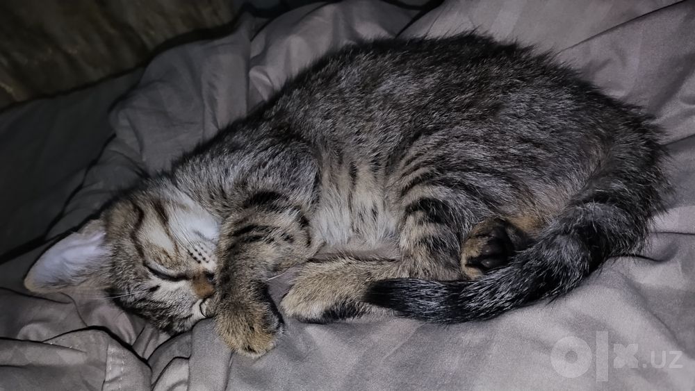 отдаю даром котёнка