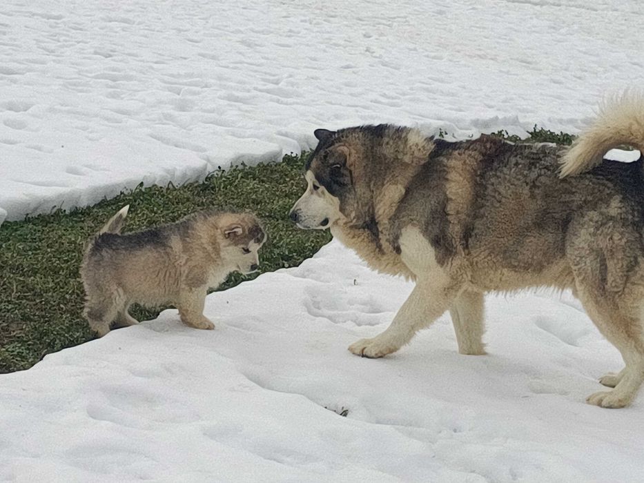 pui malamut de alaska