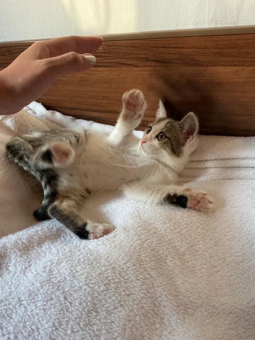 Отдам котенка в добрые руки