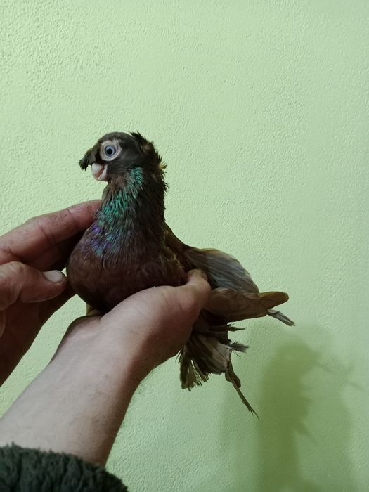 Продам малоносых голубей