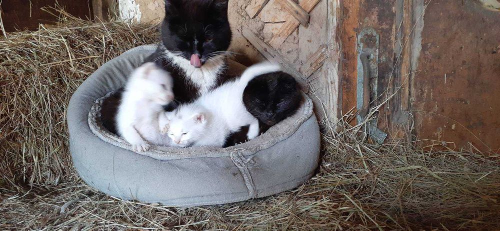 Дарю, успей забрать котика!