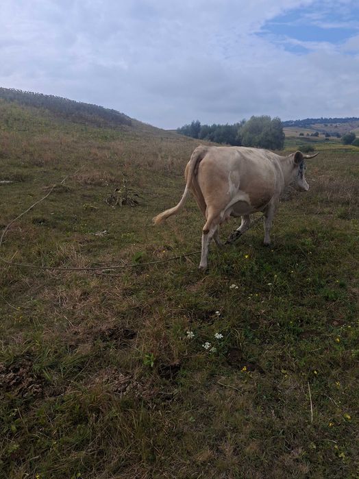 Vand vaca si vitica