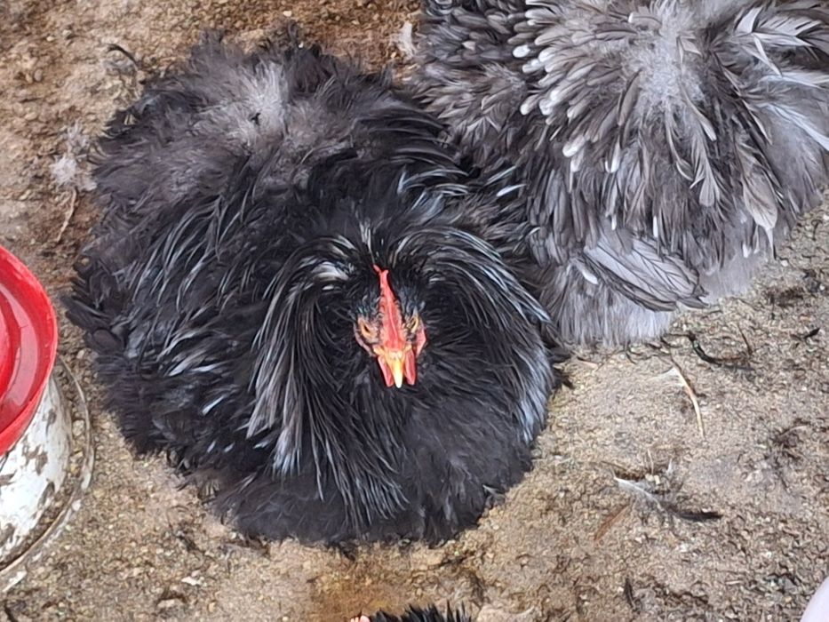 Cochinchina pitic perechi