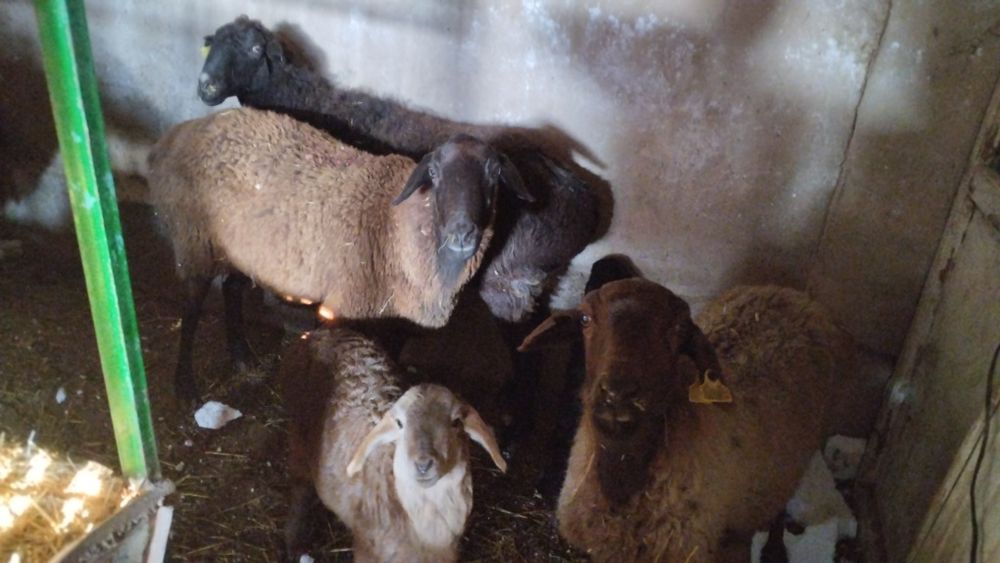 Қозыл қойлар сатылымда