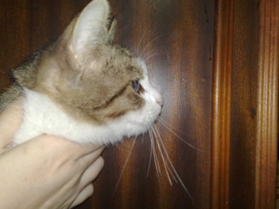 Красивая кошечка Фиби 7 месяцев, стирилизованая.