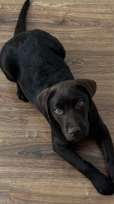 Лабрадор ретривер