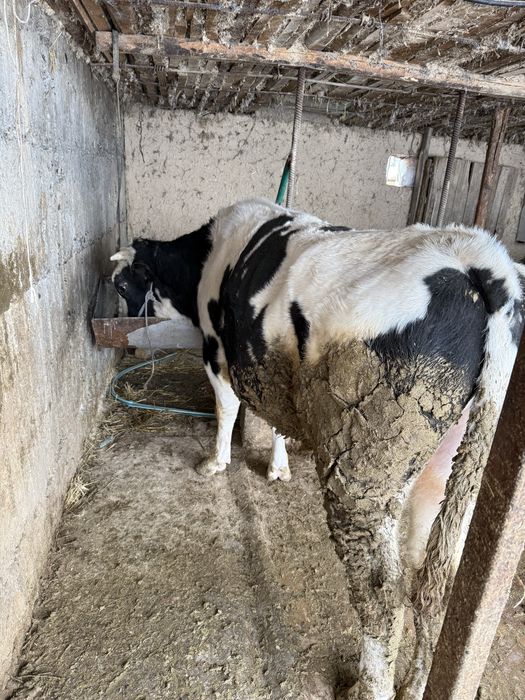 Племенной бык Галштейн