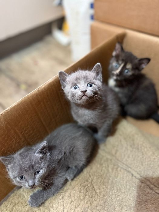 Отдам котят в добрые руки