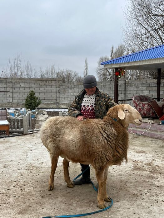 Қошқар Арашан таза