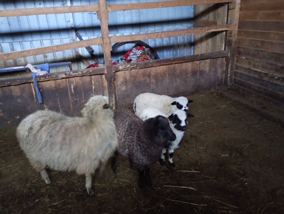 Vând 3 oi cu 3 mile și un berbec