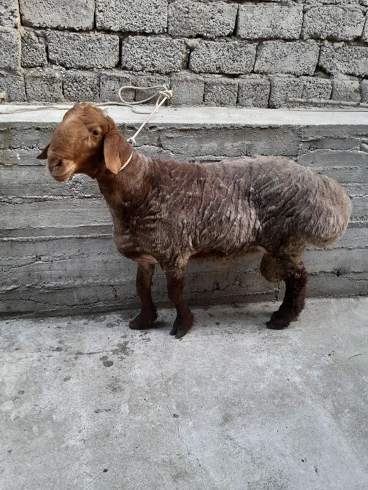 Кучкор зотка суйишка