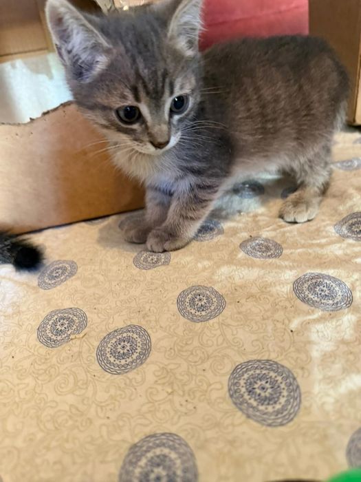 Котята в хорошие любящие руки.